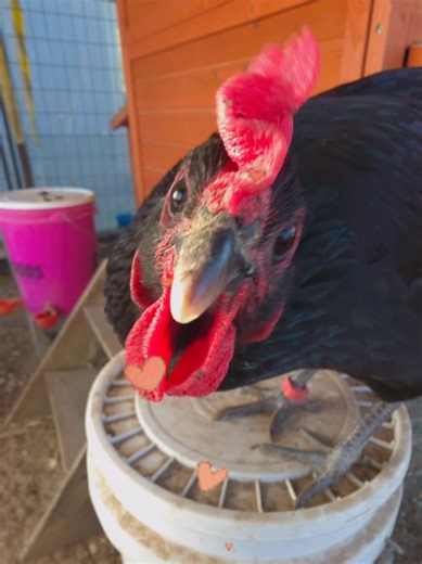 #chickendad #chickensoftiktok #backyardchickens #chicken