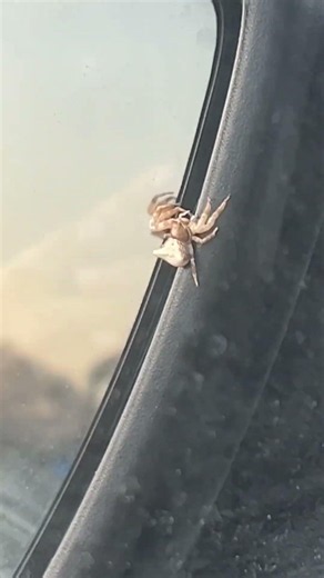 🕷️ Crab Spider in Action! Nature’s Tiny Hunter