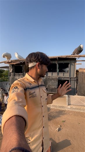 Hamara Kabutar setup review 🥰 #youtubeshorts #shorts #trend #kabutar