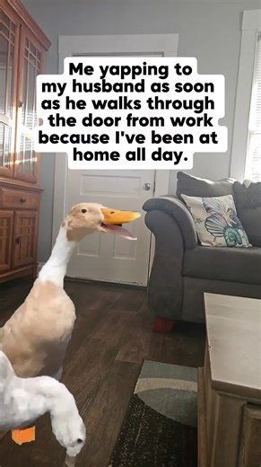 #Meme #MemeCut #CapCut