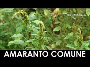 PILLOLE ETNOBOTANICHE - L'amaranto, un grano non grano