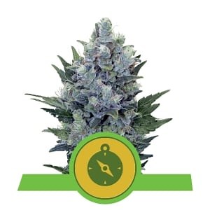 Acquista i semi di cannabis di Northern Light Auto - Royal Queen Seeds