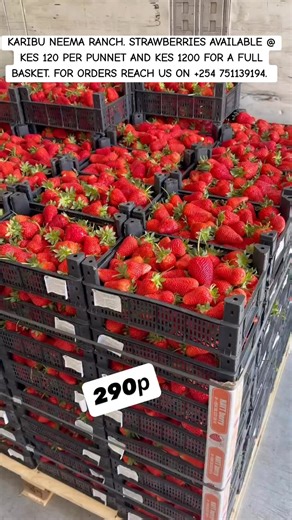 KARIBU NEEMA RANCH WHERE THE JOY OF FARMING IS IN ITS ROOTS. THIS IS OUR MAY 2026 PRICE LIST. Fruits: 1. Pink Lady Apples - Kes 130/kg (Box: Kes 3,000) 2. Green Apples - Kes 160/kg (Box : Kes 3,500) 3. Pixies - Kes 150 per kilo (Box : Kes 3,000) 4. Strawberries - Kes 120/punnet (Basket: KSh 1,200) 5. Blueberries - KSh 200/punnet (Box: KSh 3,800) 6. Raspberries - KSh 150/punnet (Box: KSh 4,000) 7. Blackberries - KSh 150/punnet (Box: KSh 4,000) 8. Kiwi Fruit - Kes 150 per kilo 9. Red Seedless Grap
