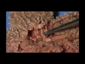 Sea Star Dissection: Student Cut #2 for Lesson Plan