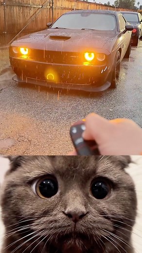 4M views · 100K reactions | 6 am Hellcat Cold Start 略  OWNER: @hellblack707  Tuned by: @yellow_jacket_tuning #dodge #dodgechallenger #mopar #mopar #moparnation #moparnation #moparfam #moparornocar #car #cars #carinstagram #carphotography #hemi #hemipower #hemilife #srt #hellcat #americanmuscle #musclecar #usa #california #flyyyyyyyyyyyyyyyyyyyyyyyyyyyyyyyyyyyyyyyyyyyyyyyyyyyyyyyyyyyyyyyyyyyyyyyyyyyyyyyyyyyy #hellblack | Ivan Ramírez | Facebook