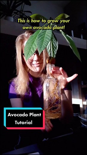 Avocado Plant Tutorial: Tips for Growing Healthy Avocado Plants