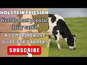 Holstein Friesian Cattle: A Comprehensive Guide for Farmers