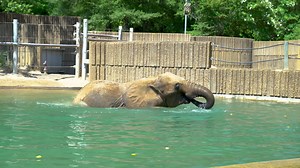 That feeling when you have the whole pool to yourself😎💦 Starring Asali #elephants #animals #memphiszoo | Memphis Zoo