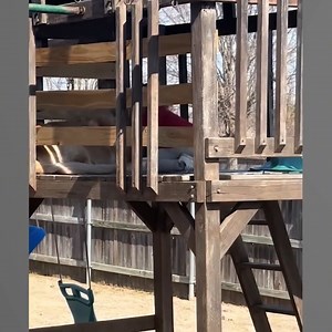 16K views · 609 reactions | When Your Dog Is The Best Babysitter | Pawsome Pups | Facebook