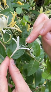 TERMINOLOGY TUESDAY 🌿 w/ the Florida Native Plant Society! Here are a few necessary terms to know as we learn about pollination; MONOECIOUS Both male and female reproductive organs are found on one individual plant. The Latin translation means “one house" - a little confusing, but it means both male and female parts are housed on one plant. DIOECIOUS Each individual plant has ONLY male OR female reproductive organs. Latin translation; “two houses.” PERFECT FLOWER A single flower that has BOTH m