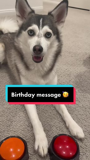Sapphie the Pomsky on TikTok
