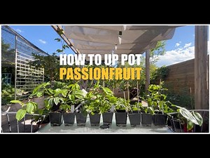 🪴 How to Up Pot Small Passionfruit Plants: A Step-by-Step Guide 🌱