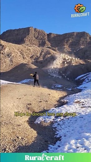 Tough Job, Beautiful View: Herding Sheep in the Snow #toughlife #nature #snow