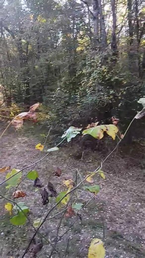 #deerhunting | Trinity Outdoors