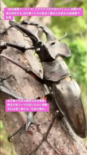 【昆虫衝撃アーカイブ】ミヤマクワガタ対カブトムシ。決闘の予感を研究する。命を繋ぐための執念と驚きの生態を4K高画質で記録 #ミヤマクワガタ #カブトムシ #昆虫図鑑 #昆虫観察 #insects