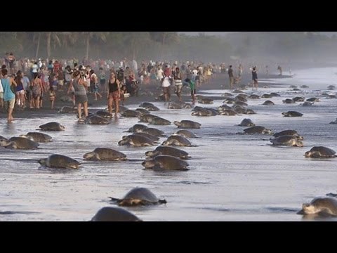 Tourists interrupt turtle reproduction season 'Arribada' in Costa Rica