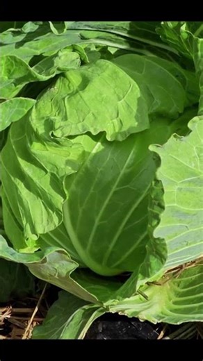 #nutritionscience #gardening #nutritionassistance #healthbenefits #wellnesseducation #garden #food