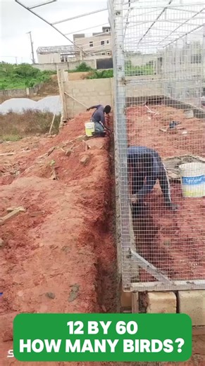 Comprehensive Guide to Commercial Poultry Farming