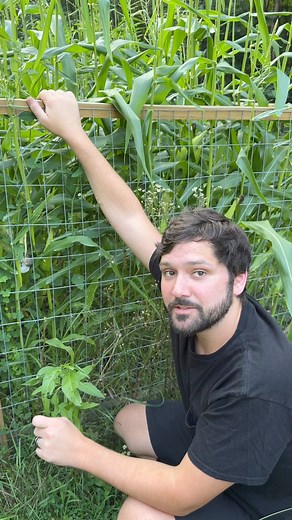 56K views · 770 reactions | Cloning Corn Smut Pathogenic Fungus #fbreels #reelsfacebook #corn #scienceexperiment #fungi #farmers #hobby #gardening #mycology #biology #fungus #mushrooms #wildmushrooms #mushlove | Spore n’ Sprout | Facebook