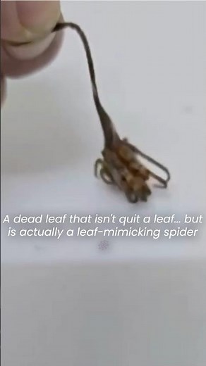 A dead leaf that isn't quite leaf...but is actually a leaf-mimicking spider