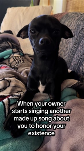 Chihuahua Cutie Sings Along to Owner's Songs