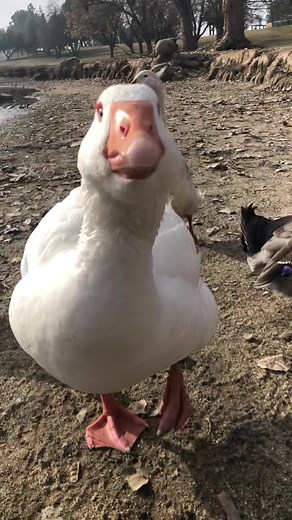 Heartwarming Reunion: Goose Sees Her Owner After 6 Months