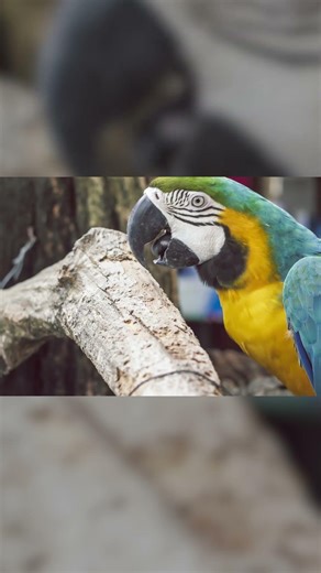 Living Fossils | Genesis Science Minute - with David Rives