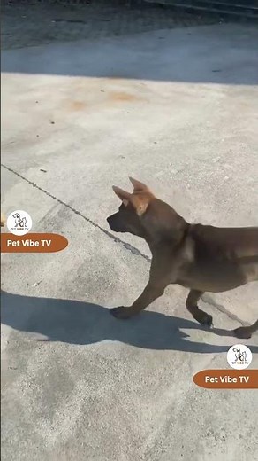 Epic Dog vs Cat Fight | Hilarious Showdown!