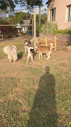 HuskyHeros on TikTok