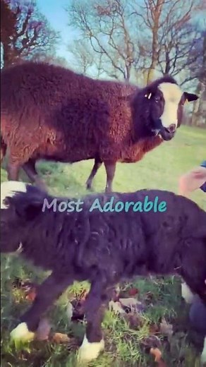 These Lambs Made My Day