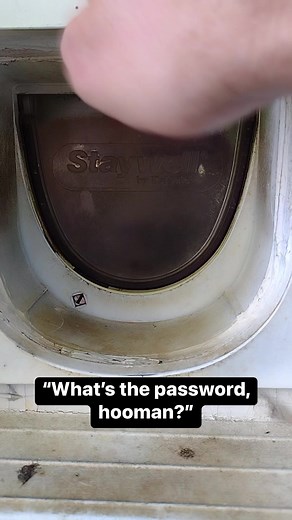 8.2K views · 242 reactions | Probably one boop of the nose  #dutchpet | Dutch | Facebook