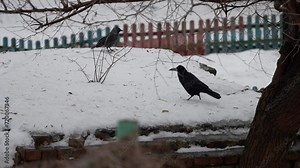 Crows on a snow-covered roof of a building looking for food on a spring or winter day. City birds walk on melting snow.