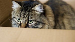 Can You Be In Two Places At Once? Let's Find Out!