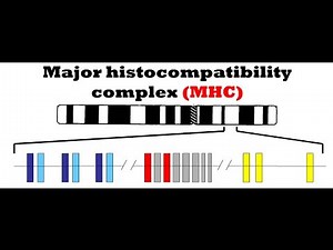 Major histocompatibility complex (MHC)