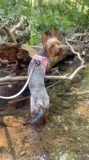 Hallie wading in the creek