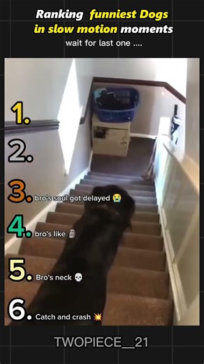 Ranking the Funniest Dogs in Slow Motion Moments 🐶🐢😂🔥#SlowMotionDogs #FunnyDogs #ViralShorts