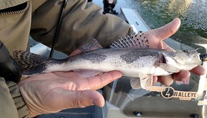 Midwest Walleye Challenge gives Illinois anglers chance to aid learning and win
