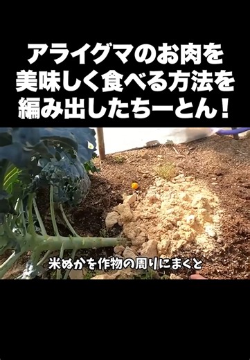 アライグマ肉を美味しく調理する方法とは｜ちーとんの工夫と食べ方の検証