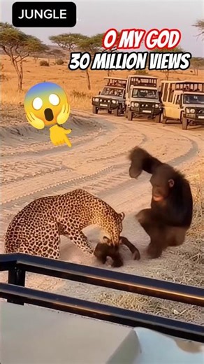 Tourists Shocked as Leopard Attacks Baby Chimp 🐒 #shortsviral #animalattack #junglebattle
