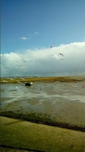 Two tree island, Leigh on Sea Essex UK #nature #wildlifeconservation #waders #birds #eastanglia