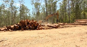 Native Forest logging to continue after Federal Court dismisses case - NBN News