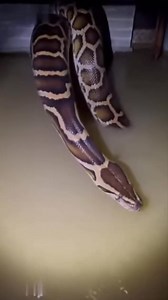 #followmeplease the river python please please 🙏 follow me | Greg A Philip