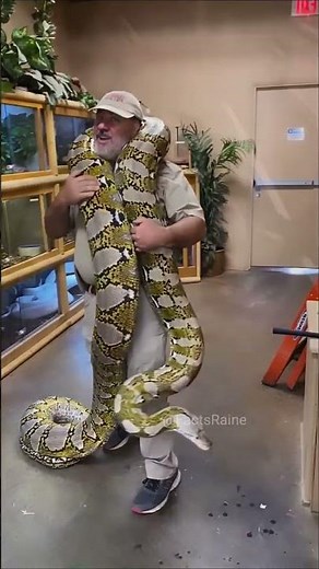 Top 3 Biggest Snakes in the World Ranked (Anaconda vs Python)