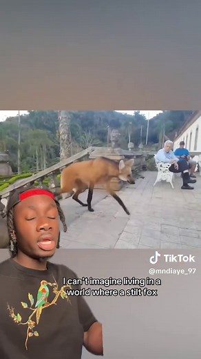 For the South Africans 🇿🇦, how was my pronunciation? #animals#nature#learnontiktok