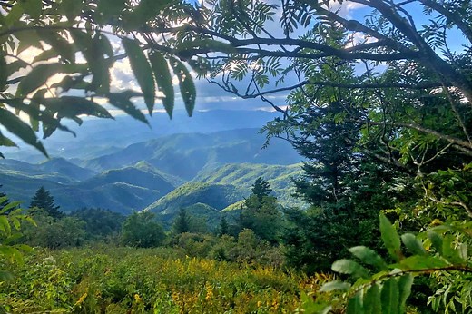 Ecosystem Restoration - Rewilding Academy
