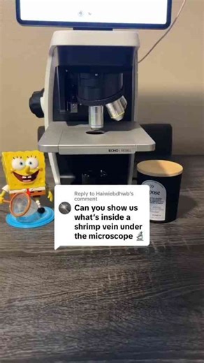 Under the Microscope: Microbes, Rotifers & Tiny Shrimp Revealed!