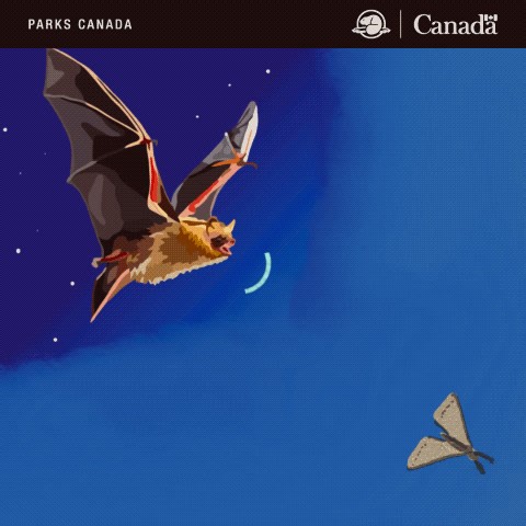 4.4K views · 22 reactions | Bats use echolocation to hunt by sending out sound waves from their mouth or nose. These sound waves hit object and echo back to the bat and they can determine the size of the object and how far away it is! #Batweek | Point Pelee National Park | Facebook