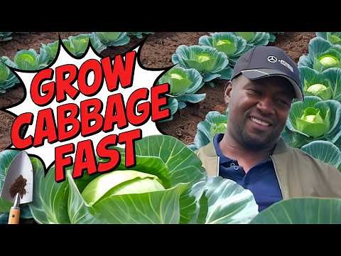 Cabbage Farming: A Step-by-Step Guide for Beginners - Farming