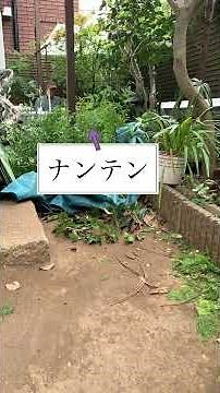 チャボヒバの刈り込み #いがらしガーデン #ショート #庭作業 #ガーデニング #剪定 #gardening #bonsai