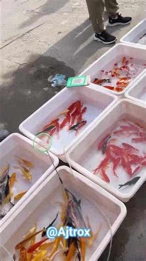 Amazing Goldfish Market 🐠 | Beautiful Fancy Fish Collection | Fish Lover's Paradise #fishing